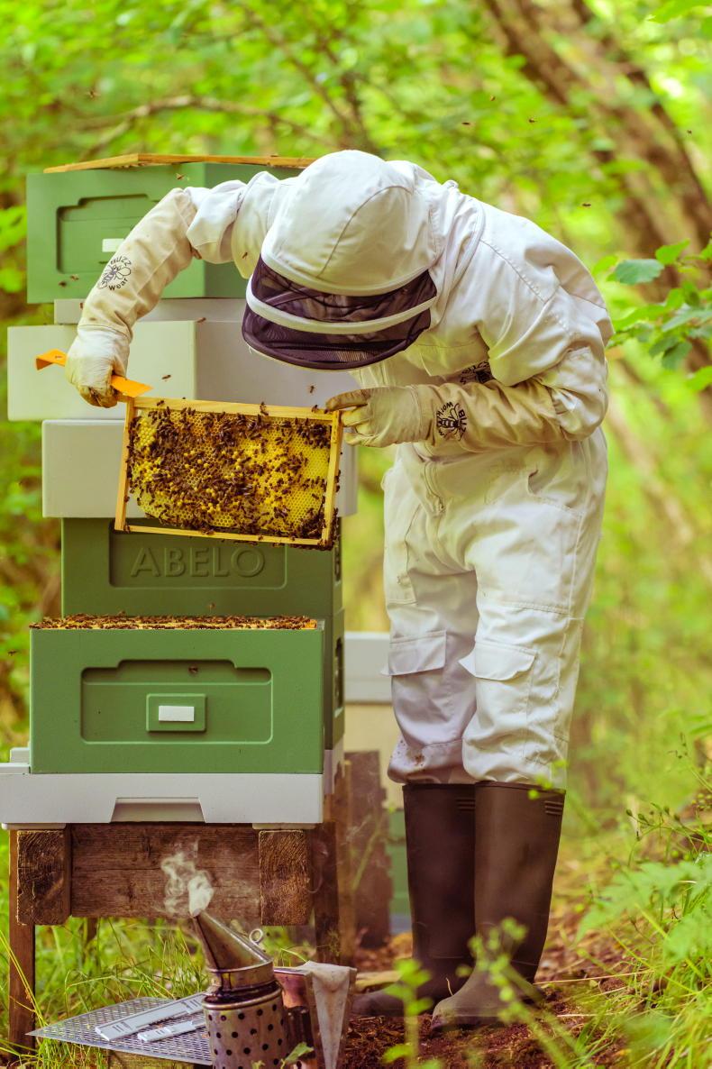 Spanish beekeeper association president guilty of EU agriculture funding fraud