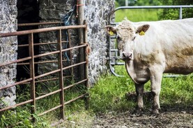Farmers can apply for AIB loans from €25,000 to €3m under expanded scheme