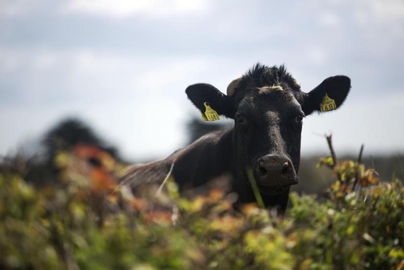 Farmers face €315m delay to payments