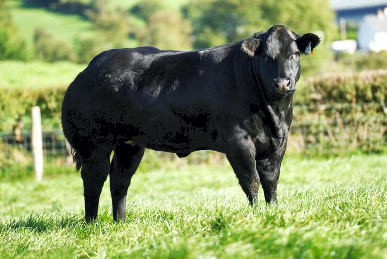Corvalley Classie Lassies sale brings 45 in-calf and 68 maiden heifers to Elphin