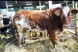 Watch: €13,500 mark hit twice at Corvalley Classie Lassies in Elphin 