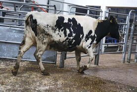 Sell or hold - the cull cow decision facing dairy farmers this autumn