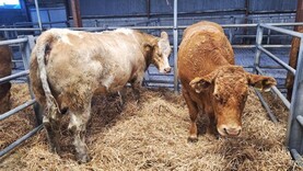 In pictures: average of €3,560 for in-calf heifers in Roscommon Mart