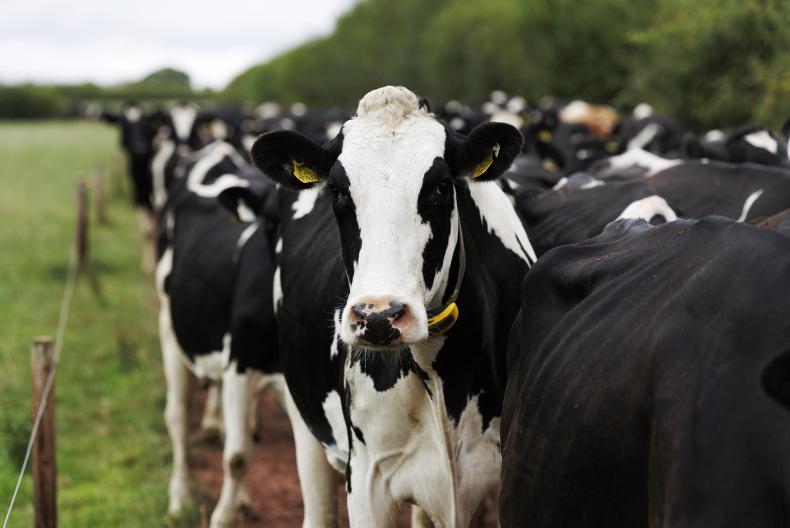 Agri jobs: manager needed for 500-cow dairy farm in Cork