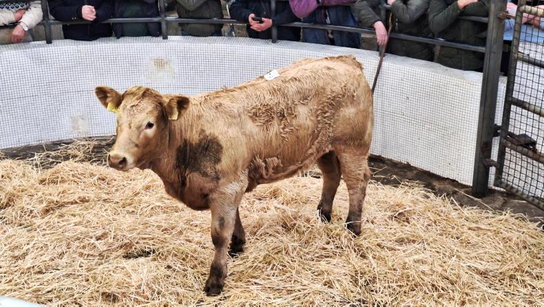 In pictures: quality cattle hold firm but plainer types easier in Castlerea