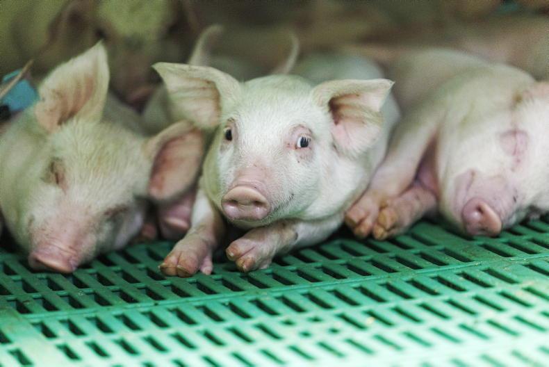 Pig farm building plans must heed looming EU rules