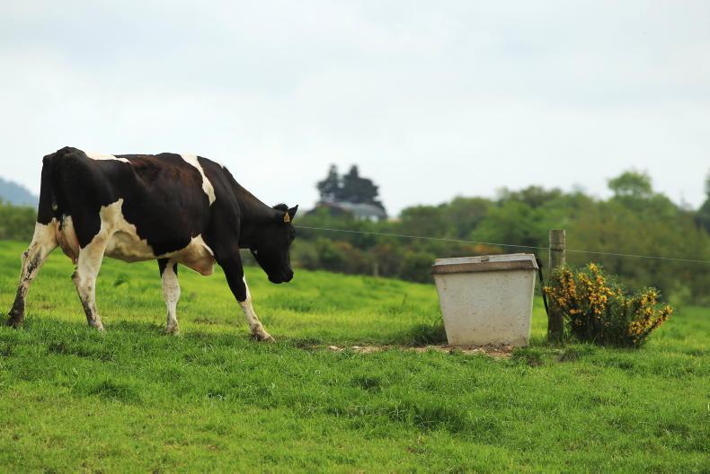 Vet’s Corner: September was the month of the scouring cow 