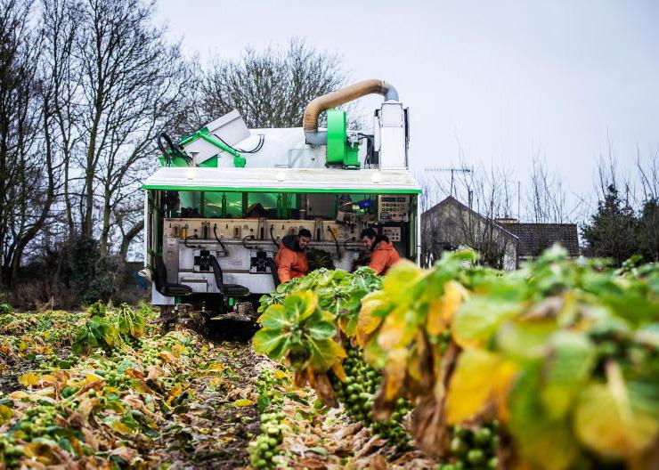Investment Aid Scheme with up to 50% grant aid opens for horticulture sector 
