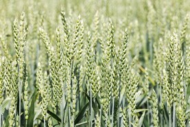 Australian researchers target soil legacy effects in plant breeding