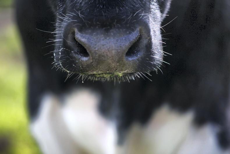 Bluetongue cases jump 40% in four days – with Kilkenny latest county hit
