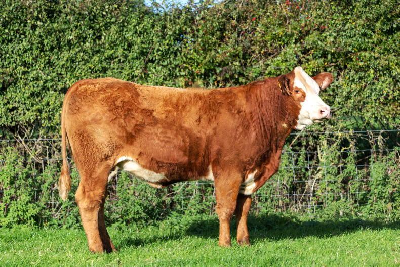 Excitement builds ahead of annual Tullamore Farm in-calf heifer sale