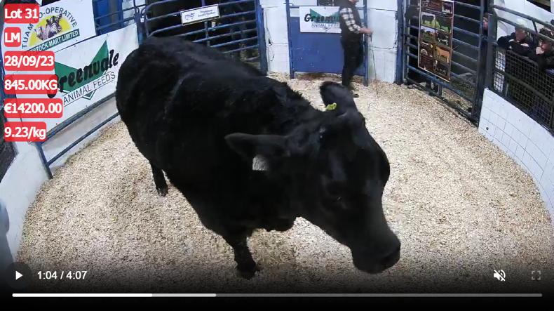 Watch: premium in-calf heifers average shy of €6,000 in Tuam