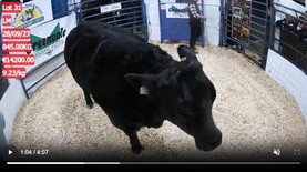 Watch: premium in-calf heifers average shy of €6,000 in Tuam