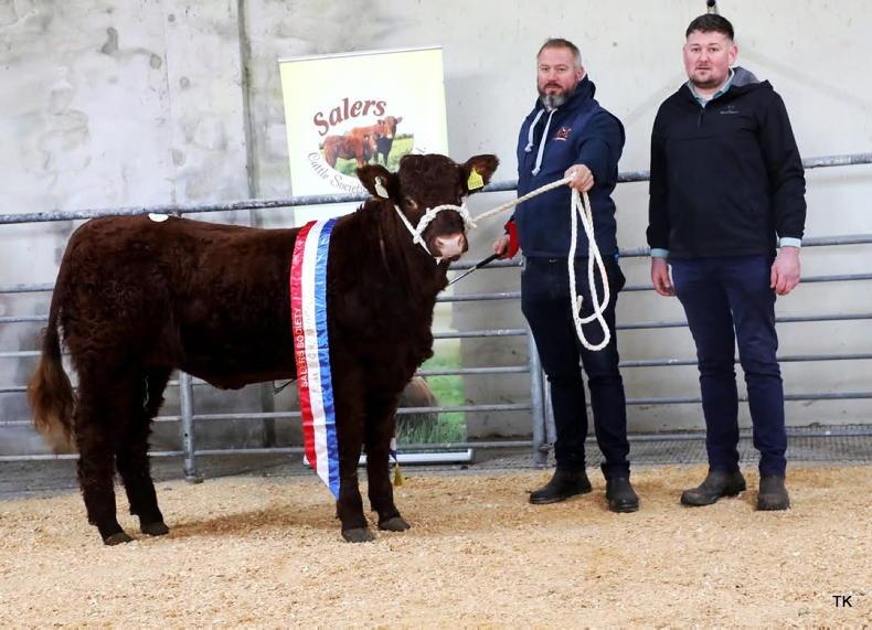 Donegal-bred Salers heifers achieve top prices in red-hot Gort sale