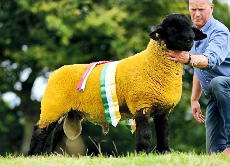Looking ahead to the western stars' fifth annual in-lamb Suffolk female sale 