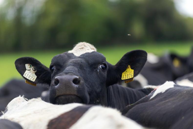 Moo and brew in Monaghan      