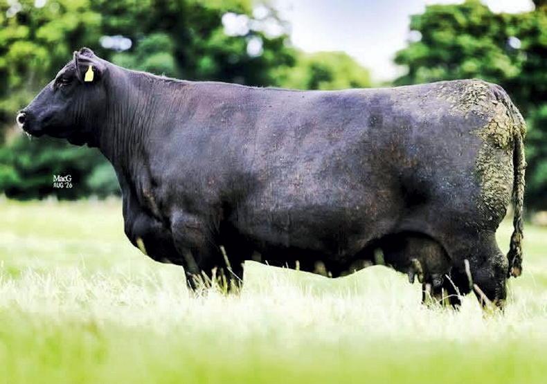 HW Netherton females sell to multiple countries