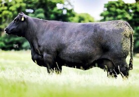 HW Netherton females sell to multiple countries