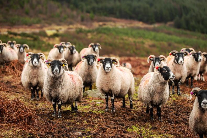 More than 40 ewes stolen from farmer in latest spate of thefts