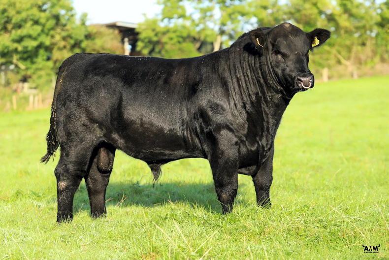 Meath Angus herd to host first online sale 