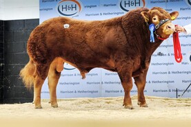 Limousin bulls average five figures in Carlisle 