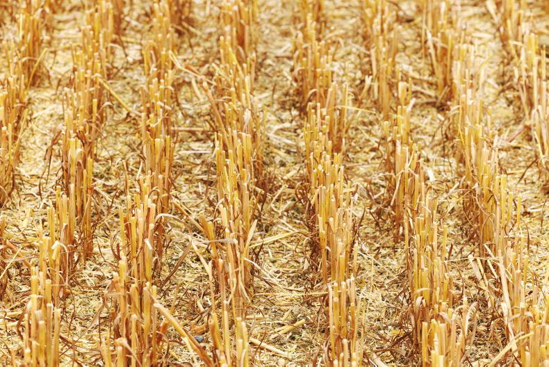 Tillage leases shooting the lights out