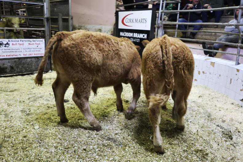 Camera at the Mart: numbers continue to flow to Macroom 