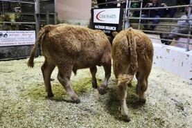 Camera at the Mart: numbers continue to flow to Macroom 
