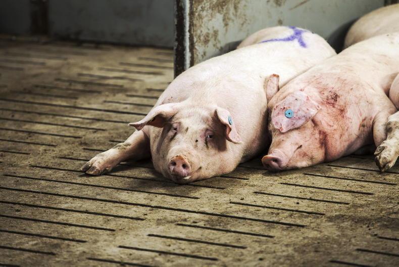 TB confirmed in pigs on nine farms in five counties