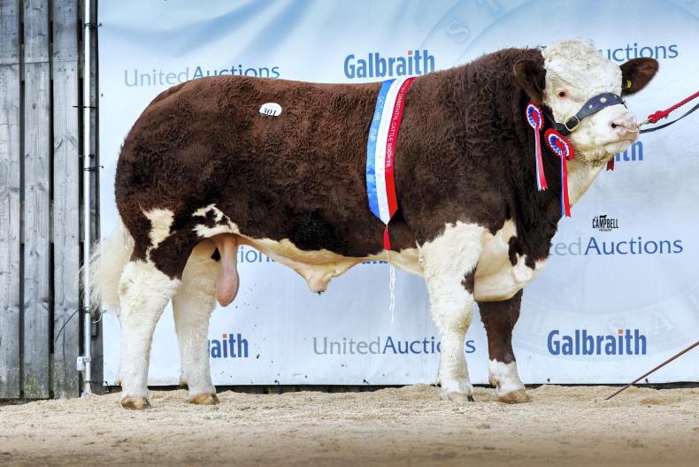 Simmental reign supreme in Stirling