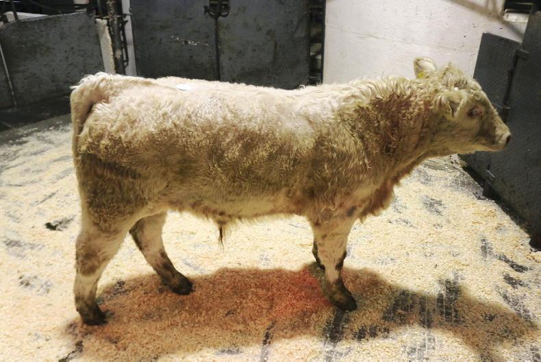 Camera at the Mart: plenty of bite for weanlings in Kilcullen 