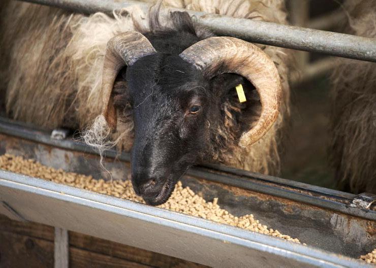 Ten quick tips for finishing lambs indoors