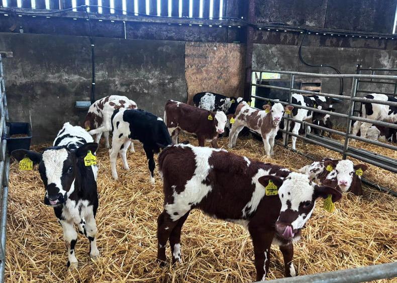 Autumn calving is off to a rapid start