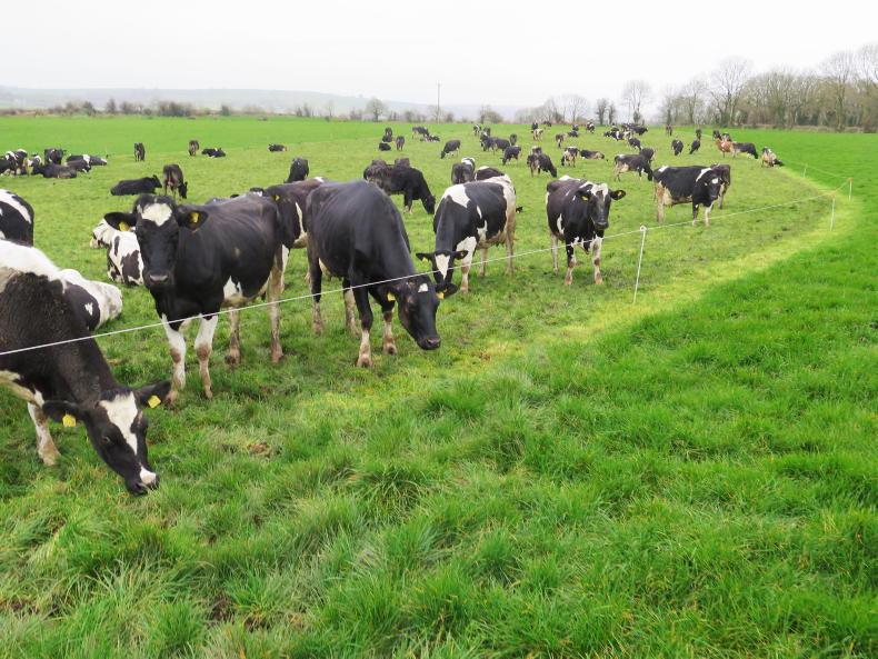 Making the most of autumn grass in wet conditions