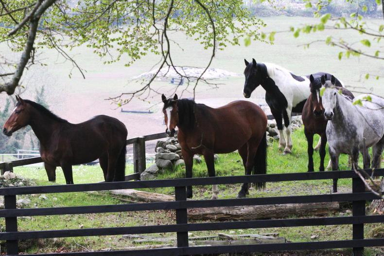 Applications open for equine technical support and breeding scheme