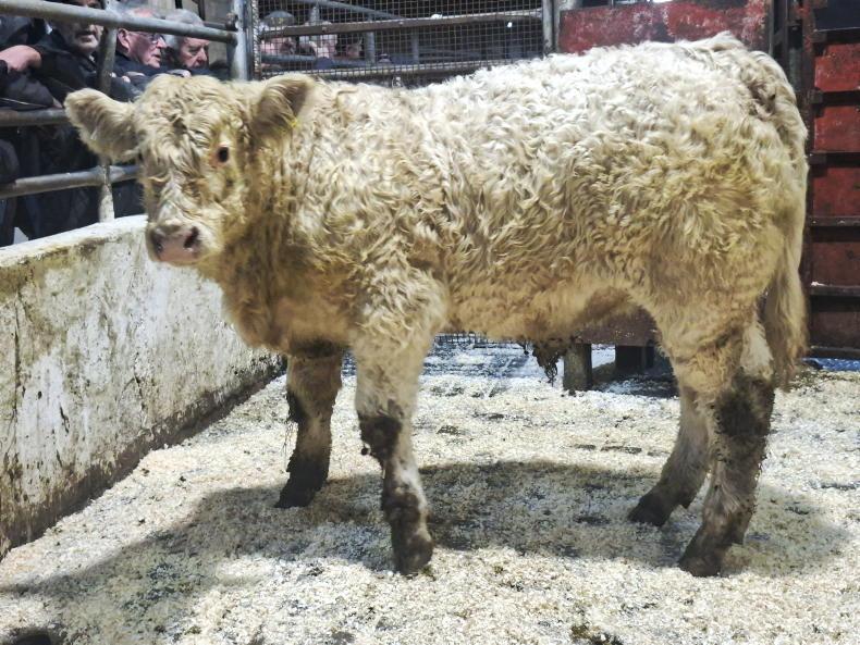 Camera at the Mart: full clearance in Drumshanbo Mart show and sale
