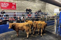 Camera at the Mart: bull weanlings dominate trade in Roscrea