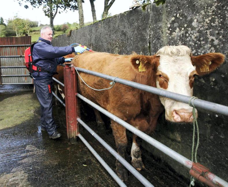 High risk of liver fluke this autumn