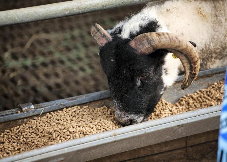Weighing up finishing prospects for store lambs
