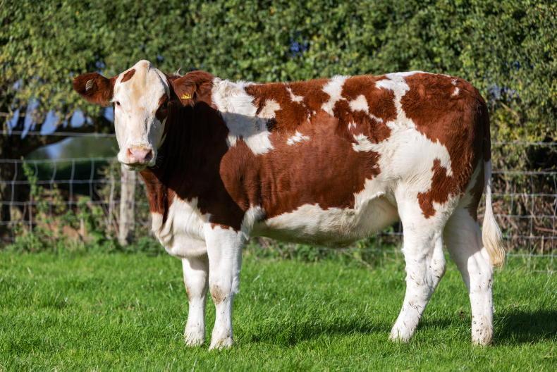 Beef management: calf weighing deadline and final days to spread FYM