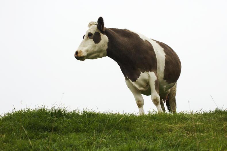Bluetongue cases up 85% in last week with two new counties hit
