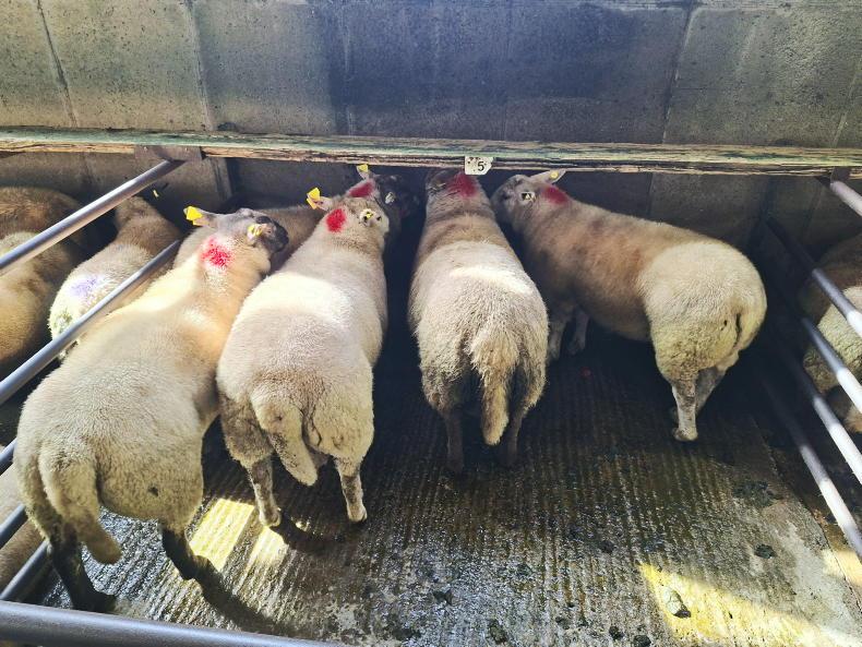 Sheep mart watch: trade sees another week of stability 