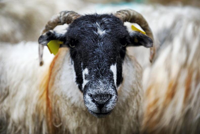 Sheep Management: liver fluke and high worm burdens in lambs