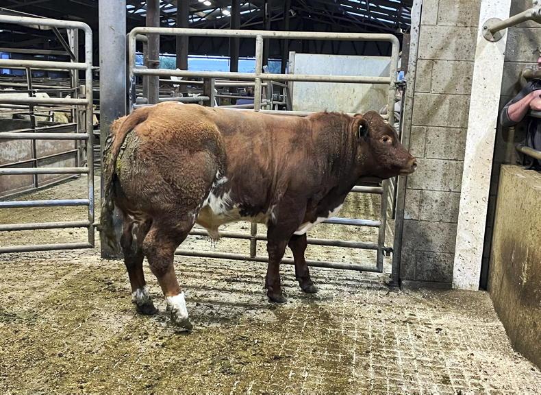 MartBids Database: weanling export numbers down on 2025 levels
