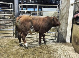 MartBids Database: weanling export numbers down on 2025 levels