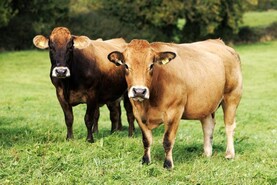 Grass+ Beef: closing paddocks as growth drops