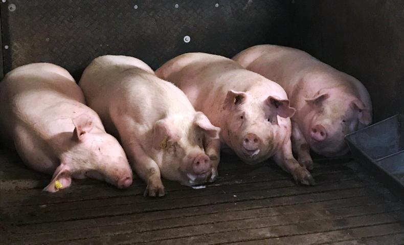 Minister quashes TB concern for pig markets