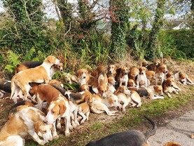 Dogs needed for hunting on hills, MLAs told