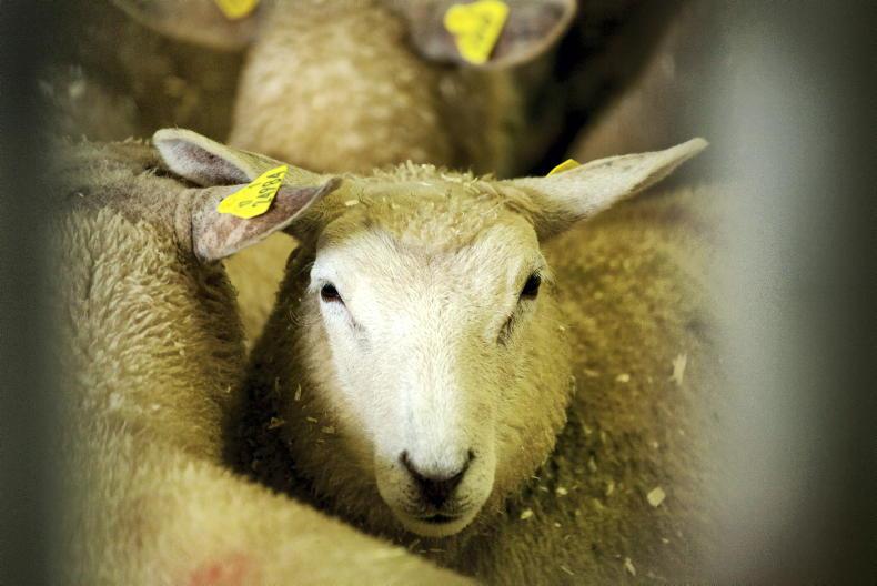 Lambs trading from €8.15/kg to €8.30/kg