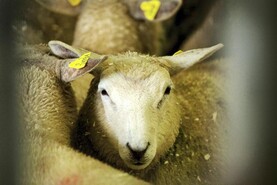Lambs trading from €8.15/kg to €8.30/kg